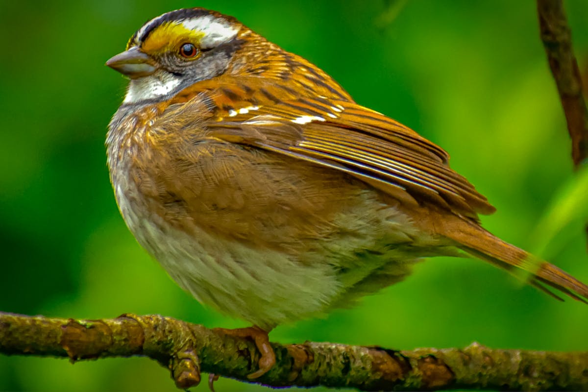 How To Get Rid Of House Sparrows At Bird Feeders?